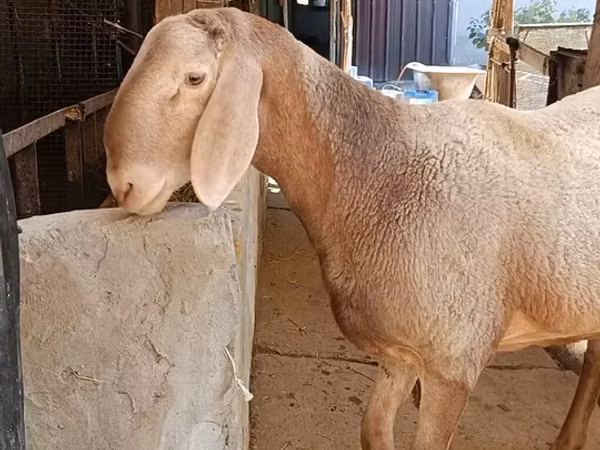 Ram, Arashan sheep