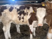Vache, Simmental cattle — photo 1