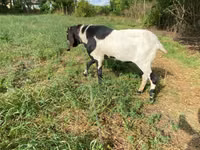 ወንድ ፍየል, Goats — ፎቶ 1
