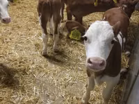 Sığır (parti, cinsiyet belirtilmedi), Simmental cattle — foto 6