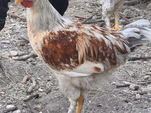 Chickens — Azerbaijan