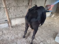 Cow, Cattle — photo 4