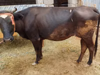母牛, Latvian Blue cattle — 照片 1
