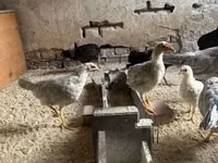 Chickens — புகைப்படம் 5