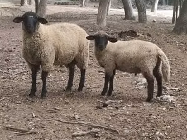 Ram, White Suffolk sheep — Hungary