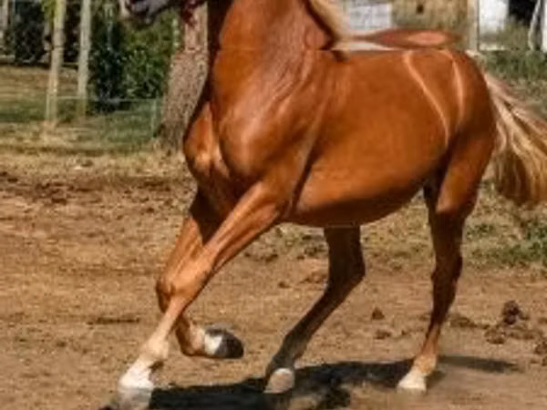 اسب نر, Haflinger — مجارستان