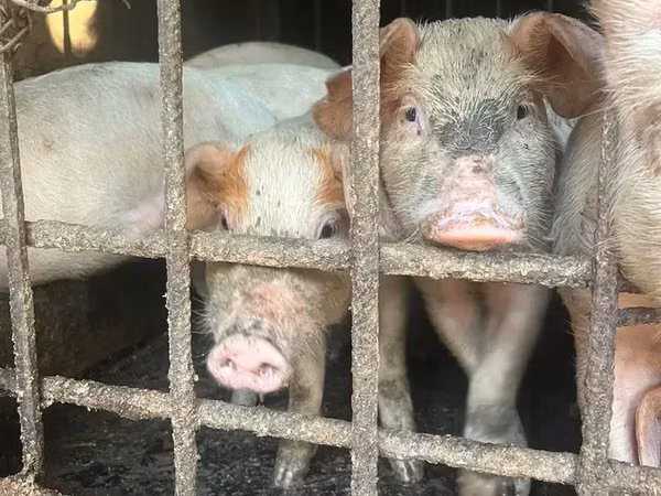 Sow, Pigs — Armenia