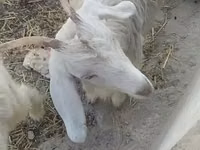 بز ماده, بز — عکس 4