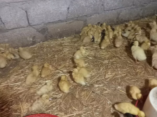 Ducks — جمهوری آذربایجان