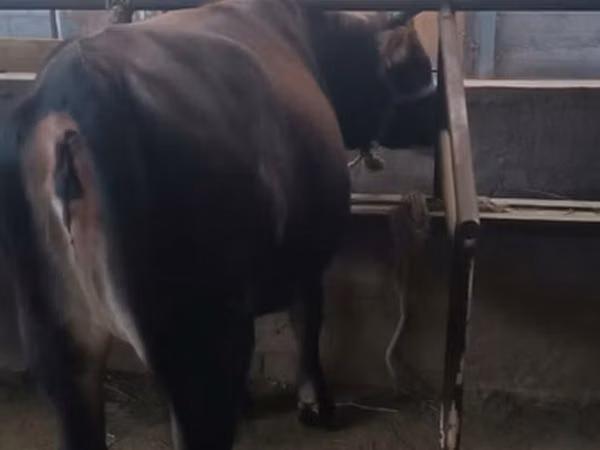 Bull, Swiss cattle — Kyrgyzstan