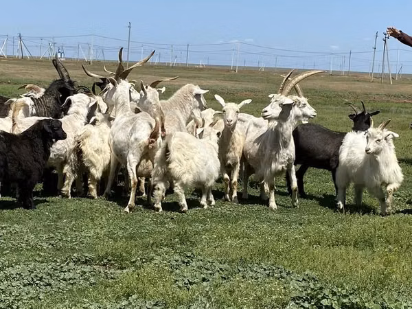 Mbuzi jike, Mbuzi — Kazakistani