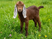 بز نر, Kamori goats — عکس 2
