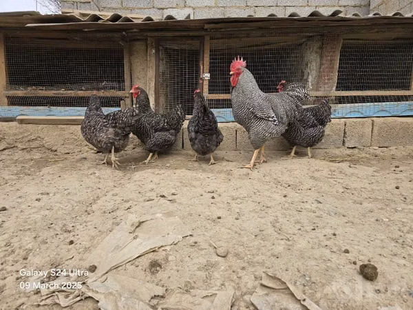 Chickens