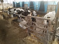 Lembu jantan, Cattle — foto 3