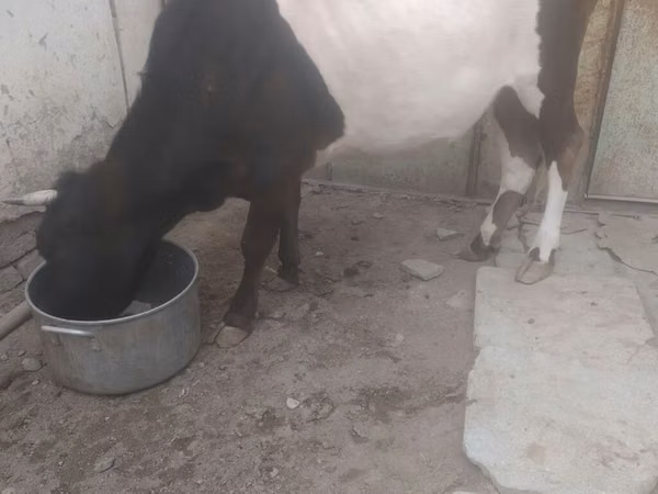 Cow, Russian Black pied cattle — Kyrgyzstan