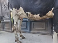 Bull, Cattle — photo 3
