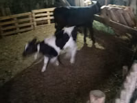 Bull, Cattle — photo 1