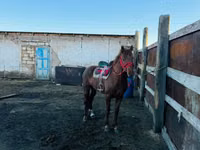 Horse (M), Kazakh horse — photo 1
