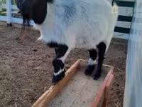 بز ماده, Nigerian dwarf goats — عکس 1