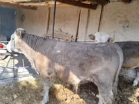Toro, Simmental cattle — foto 2