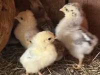 Chickens — عکس 1
