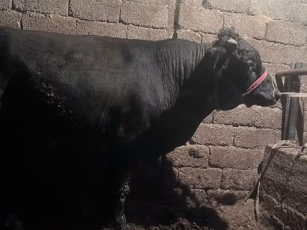 सांड, एबरडीन - एंगस — कज़ाखस्तान