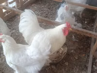 Chickens — تصویر 3
