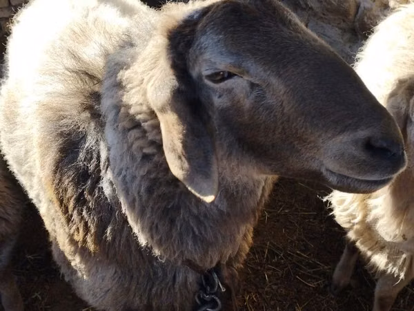Kambing jantan, Sheep — Uzbekistan