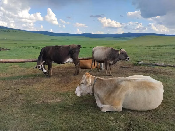 Cow, Cattle — Mongolia