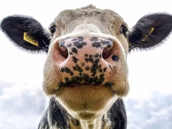 Cattle (batch, sex not specified), Holstein breed — Poland