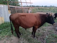 公牛, Cattle — 照片 2