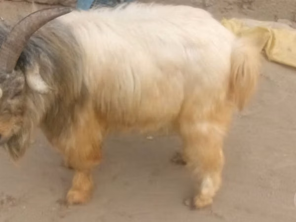 Goat, Goats — Uzbekistan