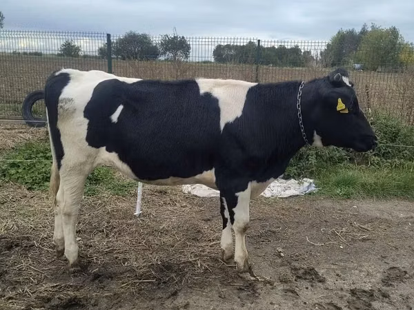 Ko, Russian Black pied cattle