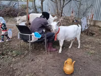 Goat, Goats — photo 5