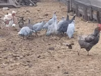 Guinea fowl — photo 1