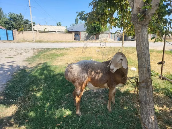 Widder, Arashan sheep — Kirgisistan