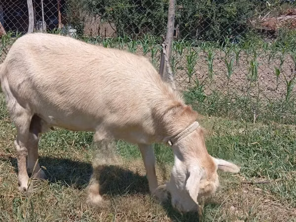 Goat, Saanen goat — Uzbekistan