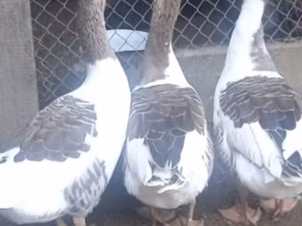 Geese — আজারবাইজান
