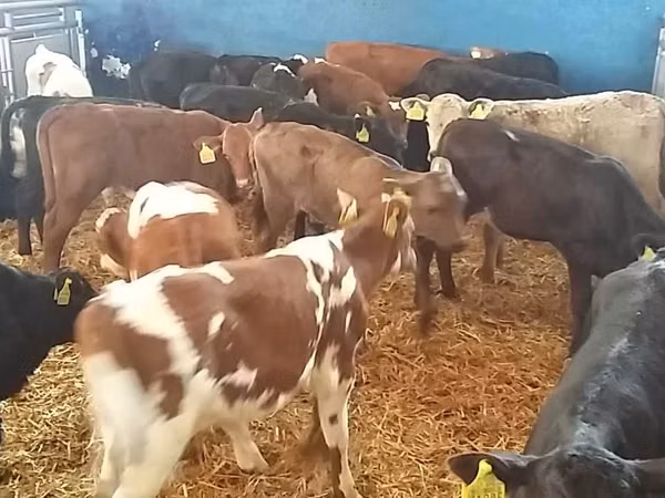 Szarvasmarha (tétel, nem megadva), Simmental cattle