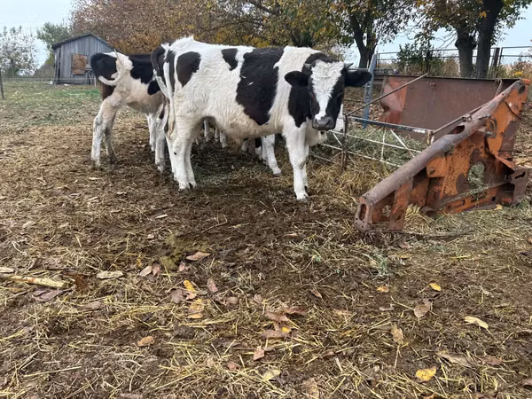 Bull, Russian Black pied cattle
