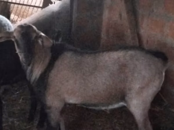Kambing jantan, Nubian Goat