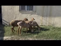 Πρόβατο, Arashan sheep — φωτογραφία 4