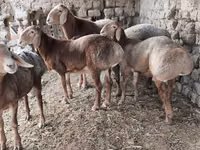 Ram, Arashan sheep — photo 4