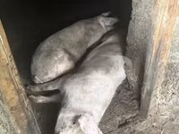 Scrofa — foto 4