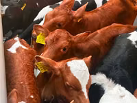 گاو و گوساله (گروه، جنسیت مشخص نشده), Russian Black pied cattle — عکس 3