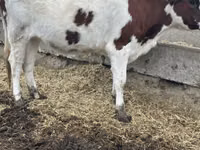 Lembu betina, Cattle — foto 5