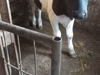 Cow, Russian Black pied cattle — photo 1