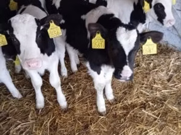 Bulle, Holstein-Rasse