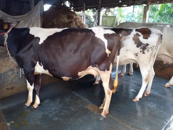 Cow, Cattle — Bangladesh