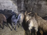Sheep, Sheep — photo 2